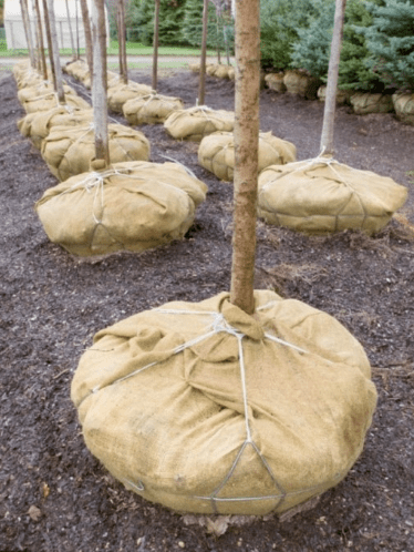 Jute Tree Wrap Square Sheet